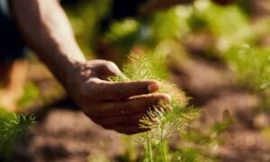 Read more about the article Green Business in Africa: How Sustainability Is Driving Growth